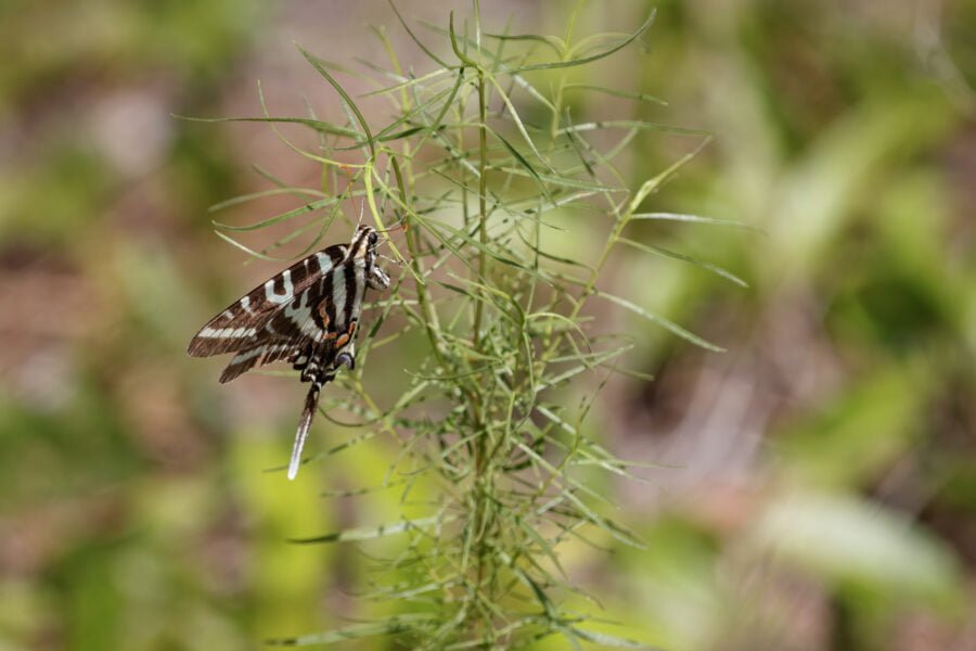 Zebra Swallowtail Butterfly On Slimleaf Paw Paw