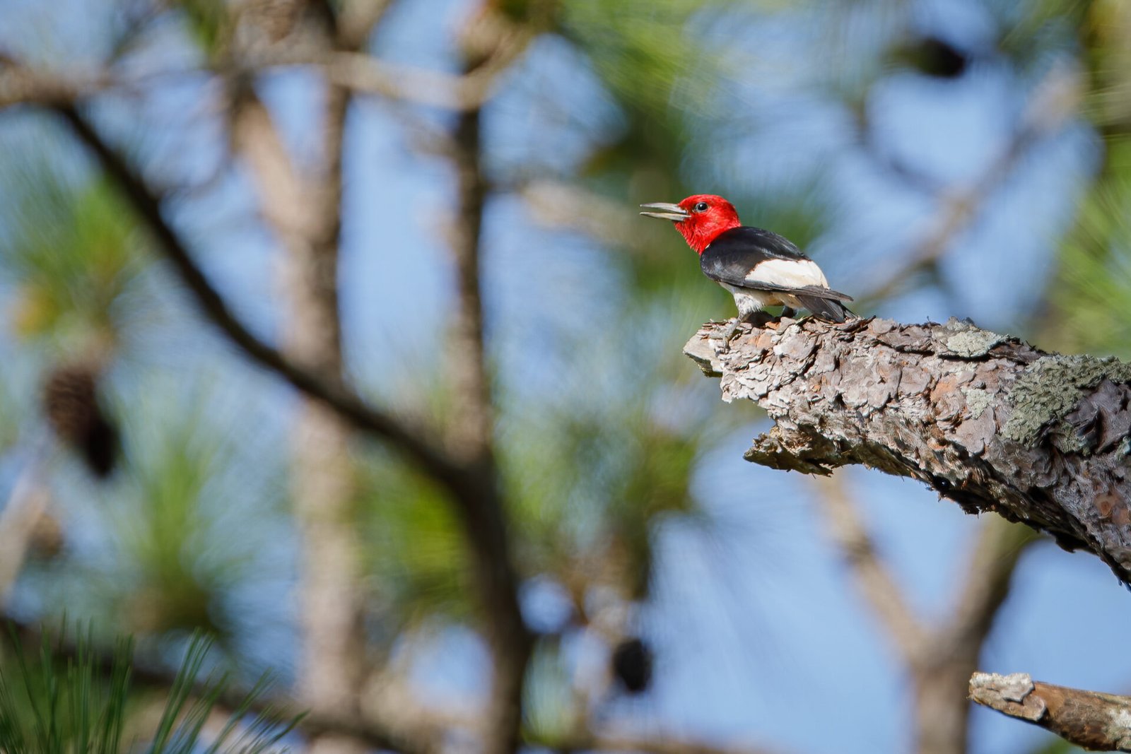 Red Headed Woodpecker At Edge Of Pine Tree Branch