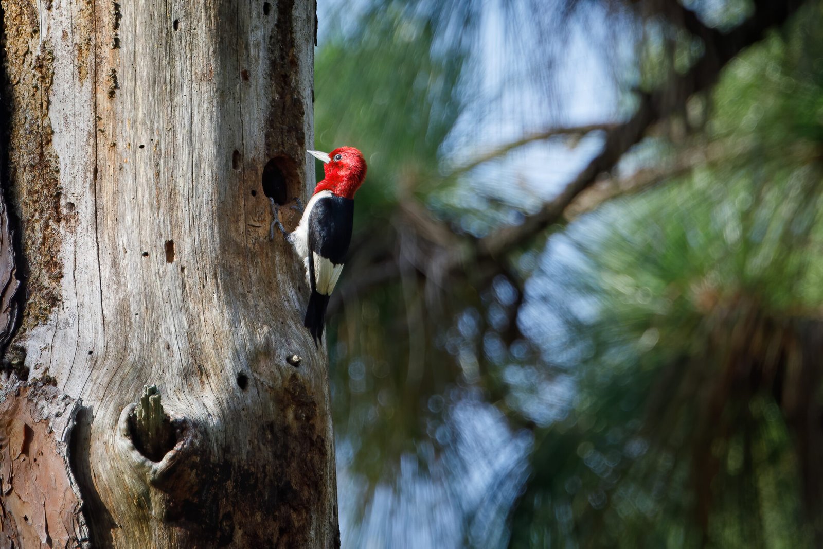 Red Headed Woodpecker Climbing Pine Tree