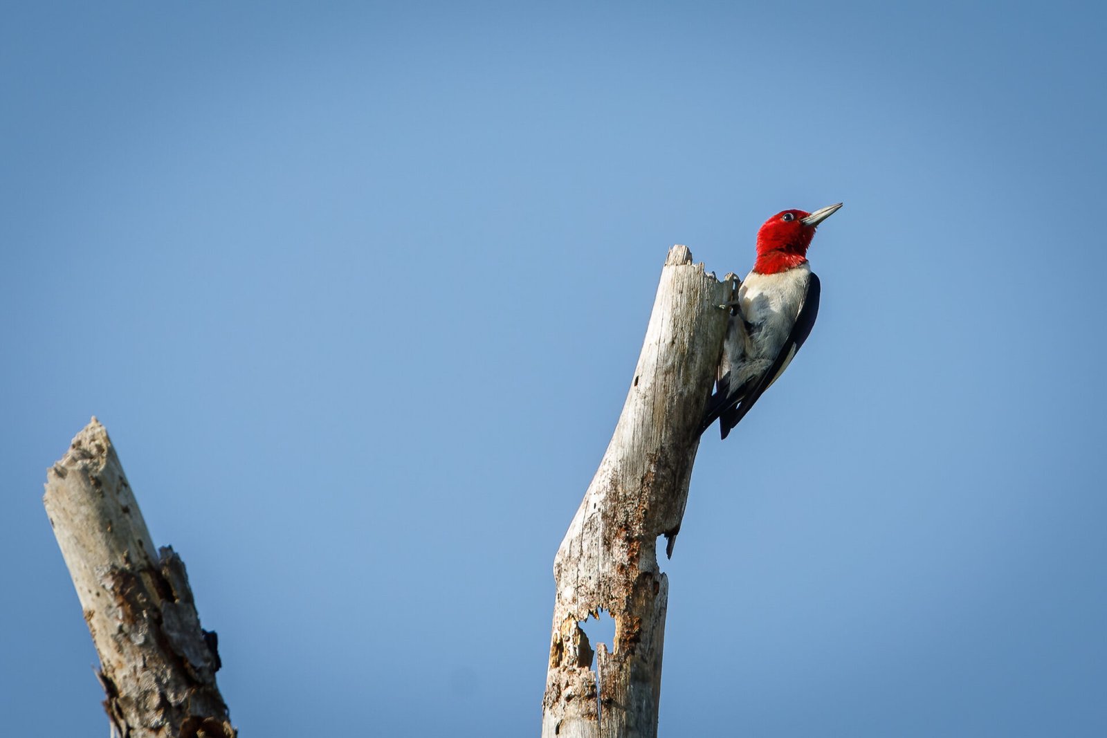 Red Headed Woodpecker In Dead Tree