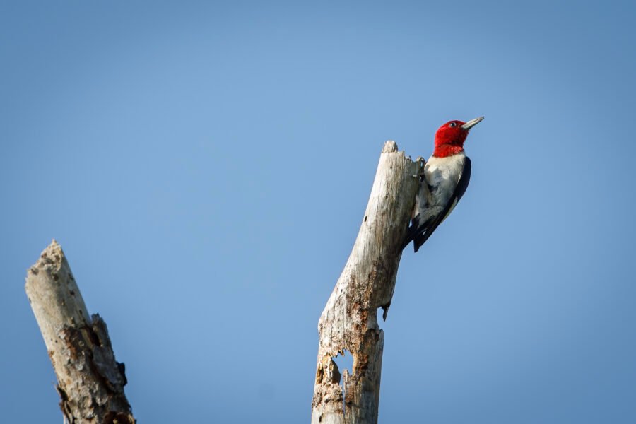 Red Headed Woodpecker In Dead Tree