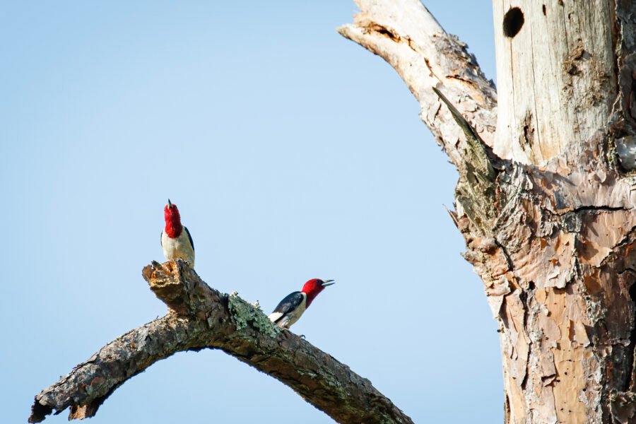 Red Headed Woodpecker Pair In Dead Tree