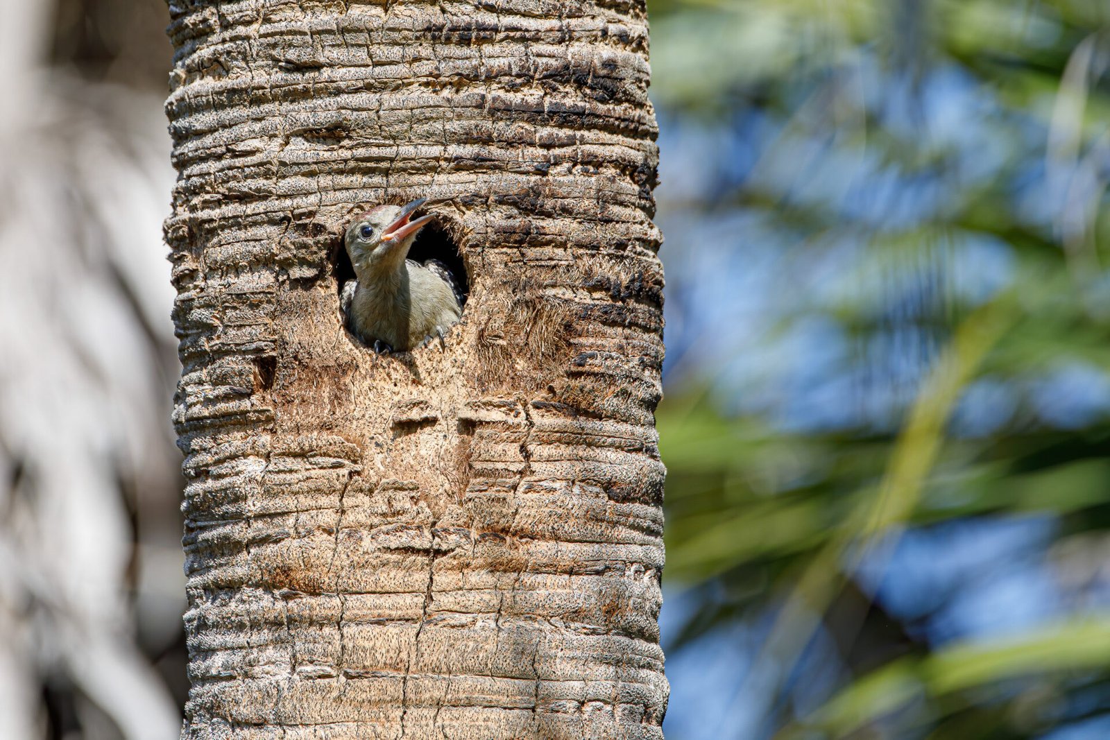 Juvenile Red Bellied Woodpecker In Nest