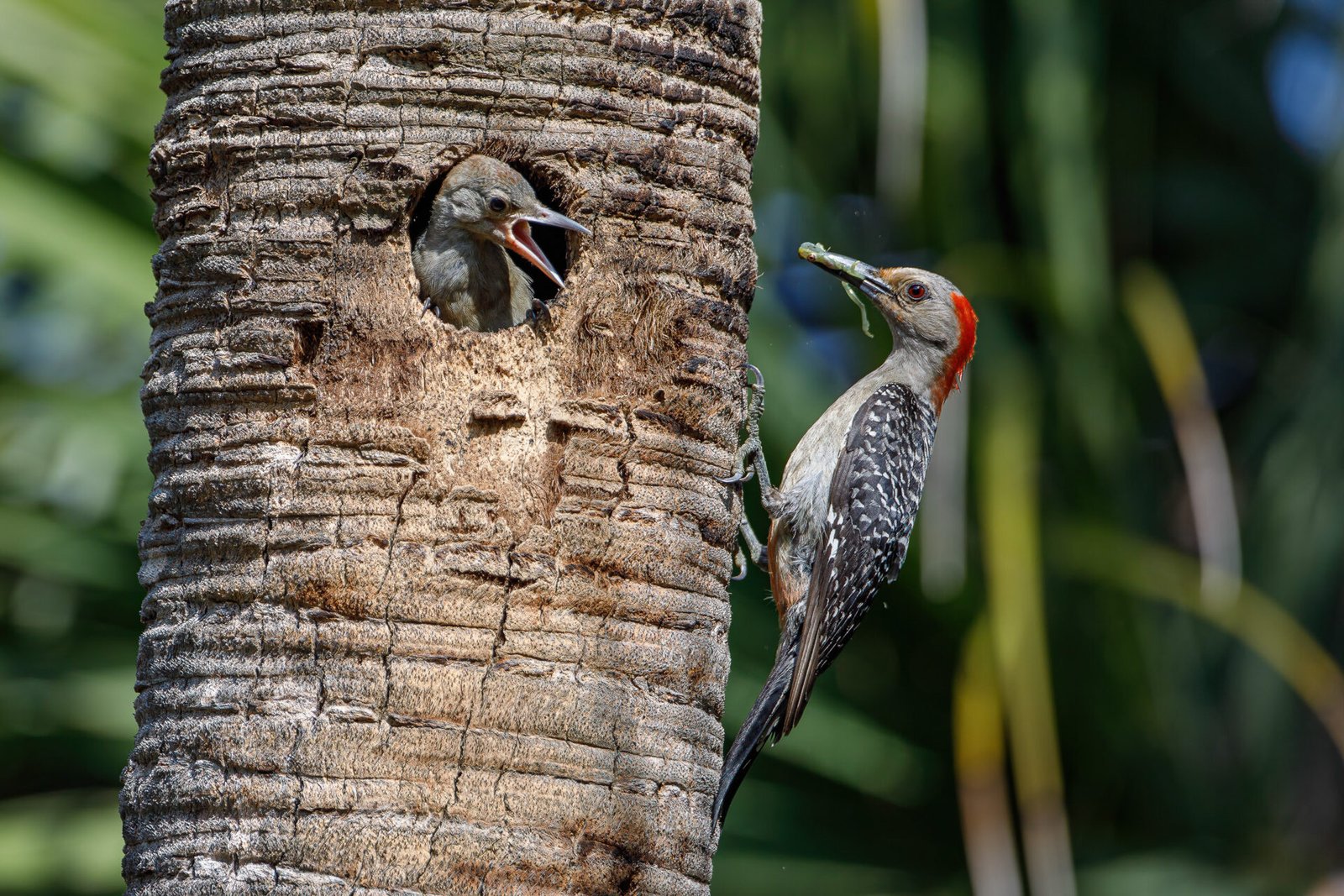 Red Bellied Woodpecker Bringing Frog To Young