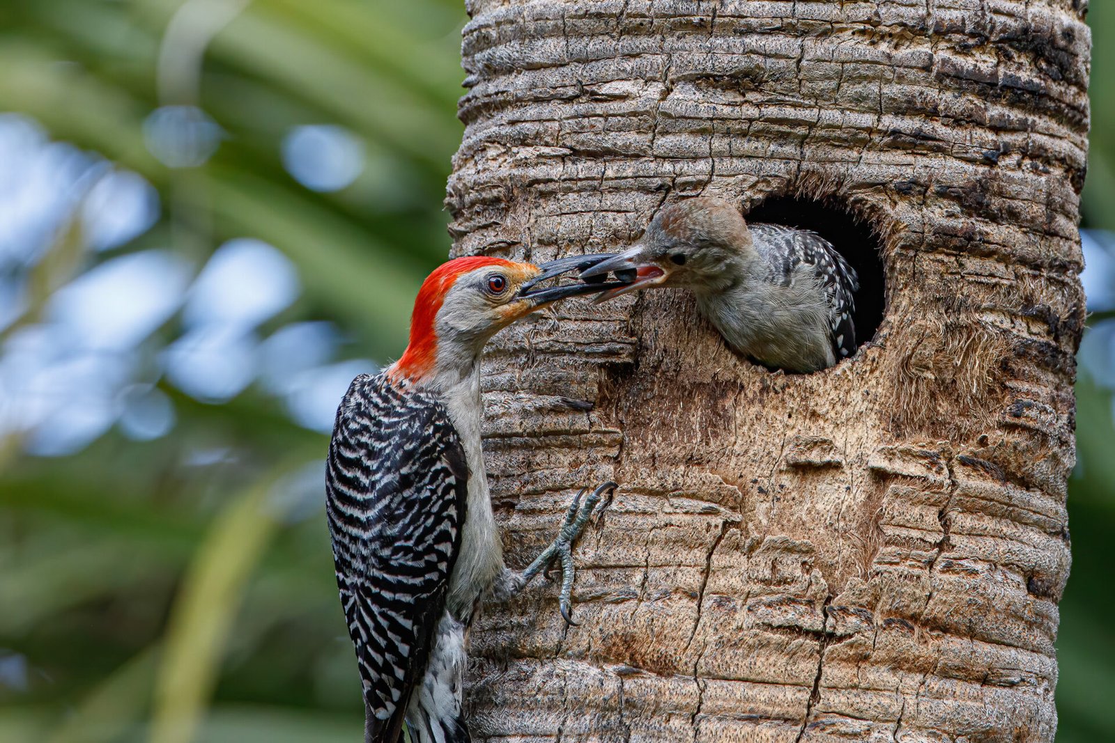 Red Bellied Woodpecker Feeding Berries To Young