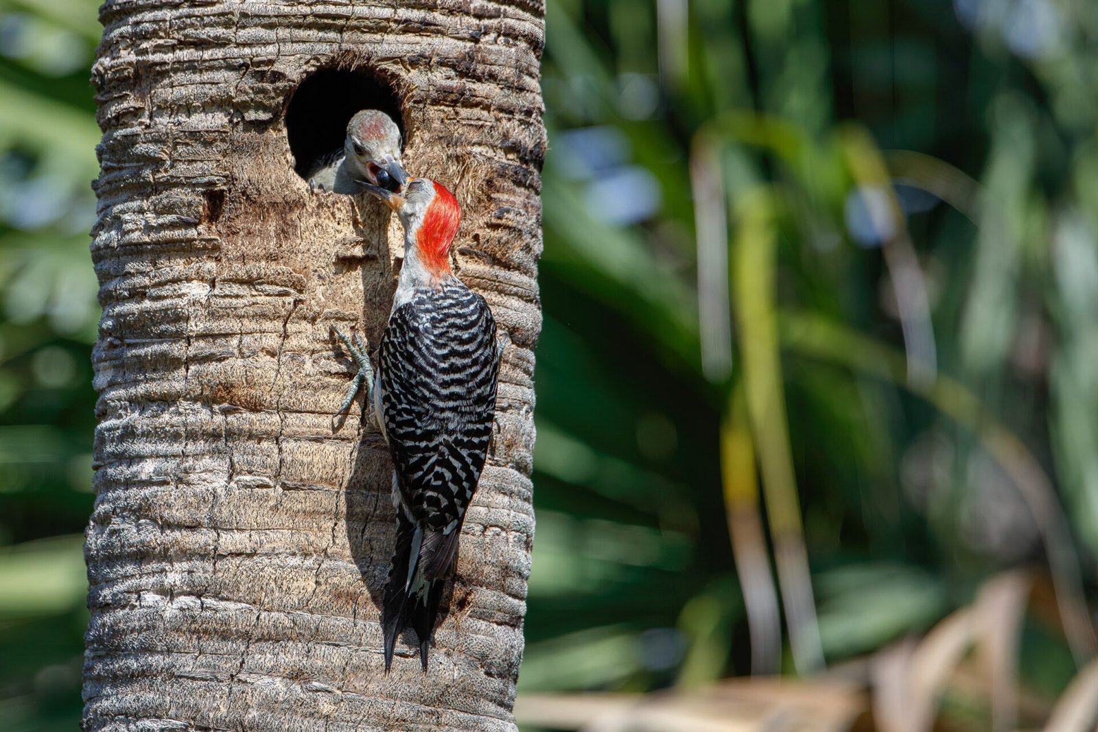 Red Bellied Woodpecker Feeding Berry To Young