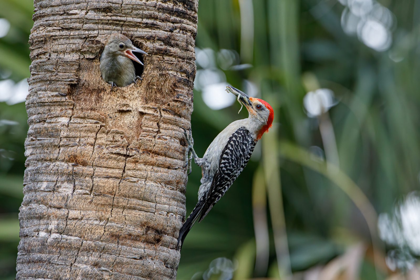 Red Bellied Woodpecker Feeding Small Frog To Young