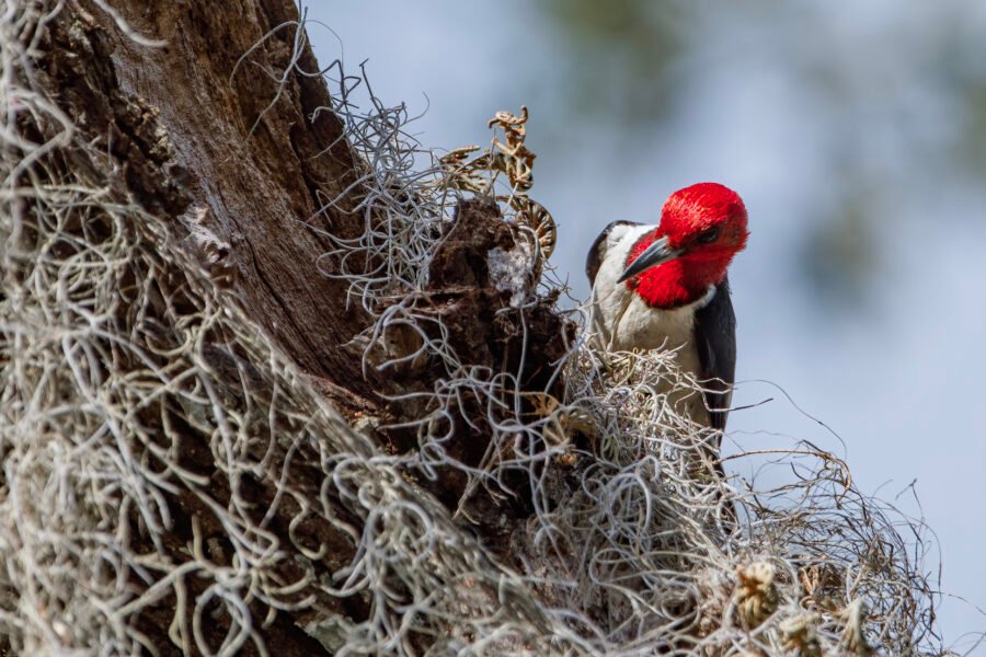 Red Headed Woodpecker In Tree With Spanish Moss