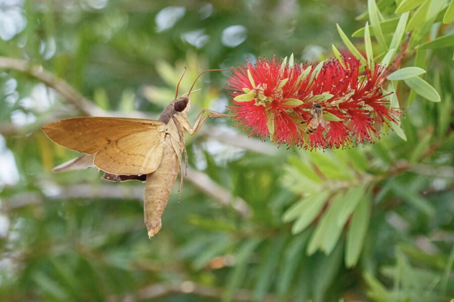 Mournful Sphinx Moth And Honey Bee On Bottlebrush Bloom