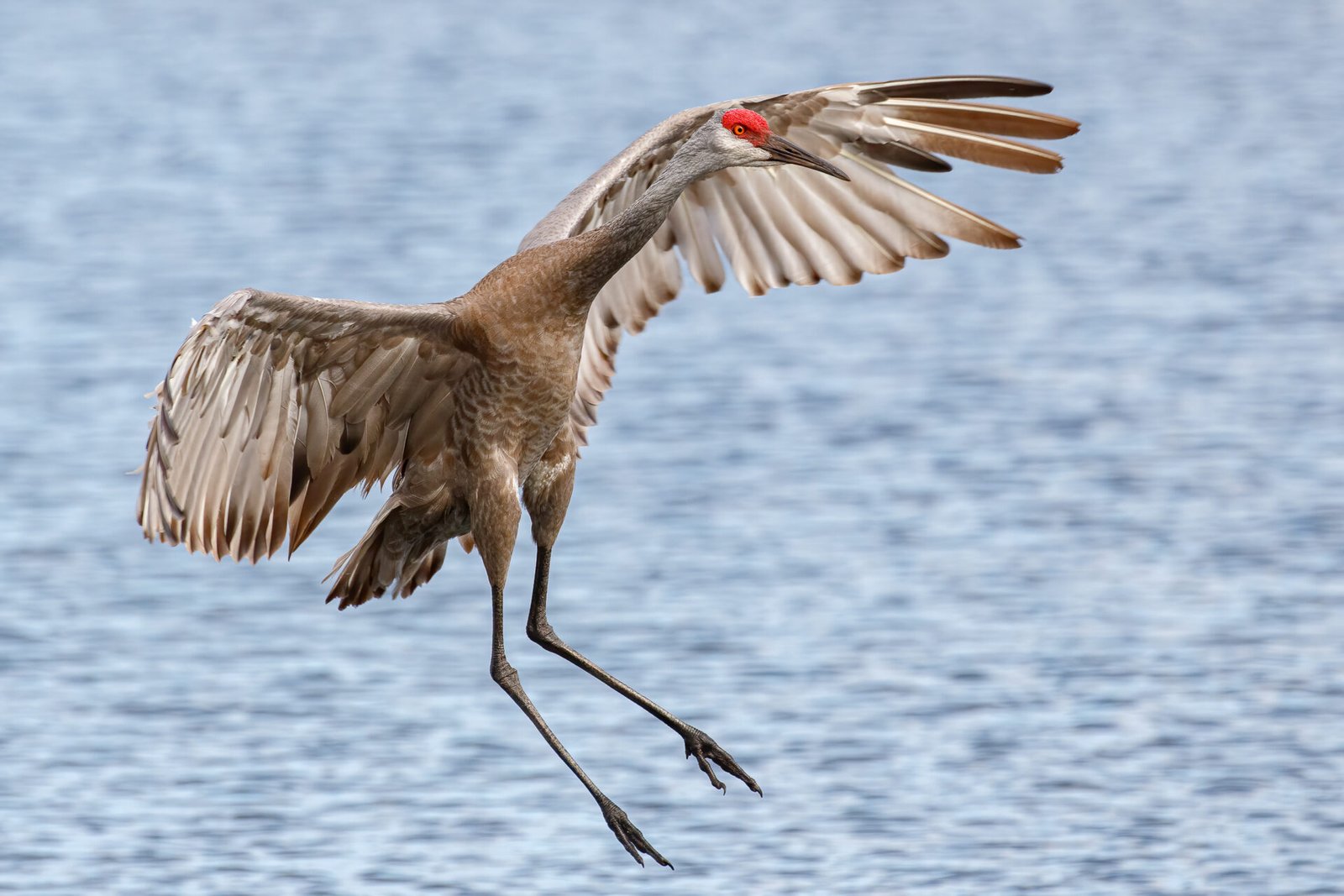 Flying Sandhill Crane Touching Down