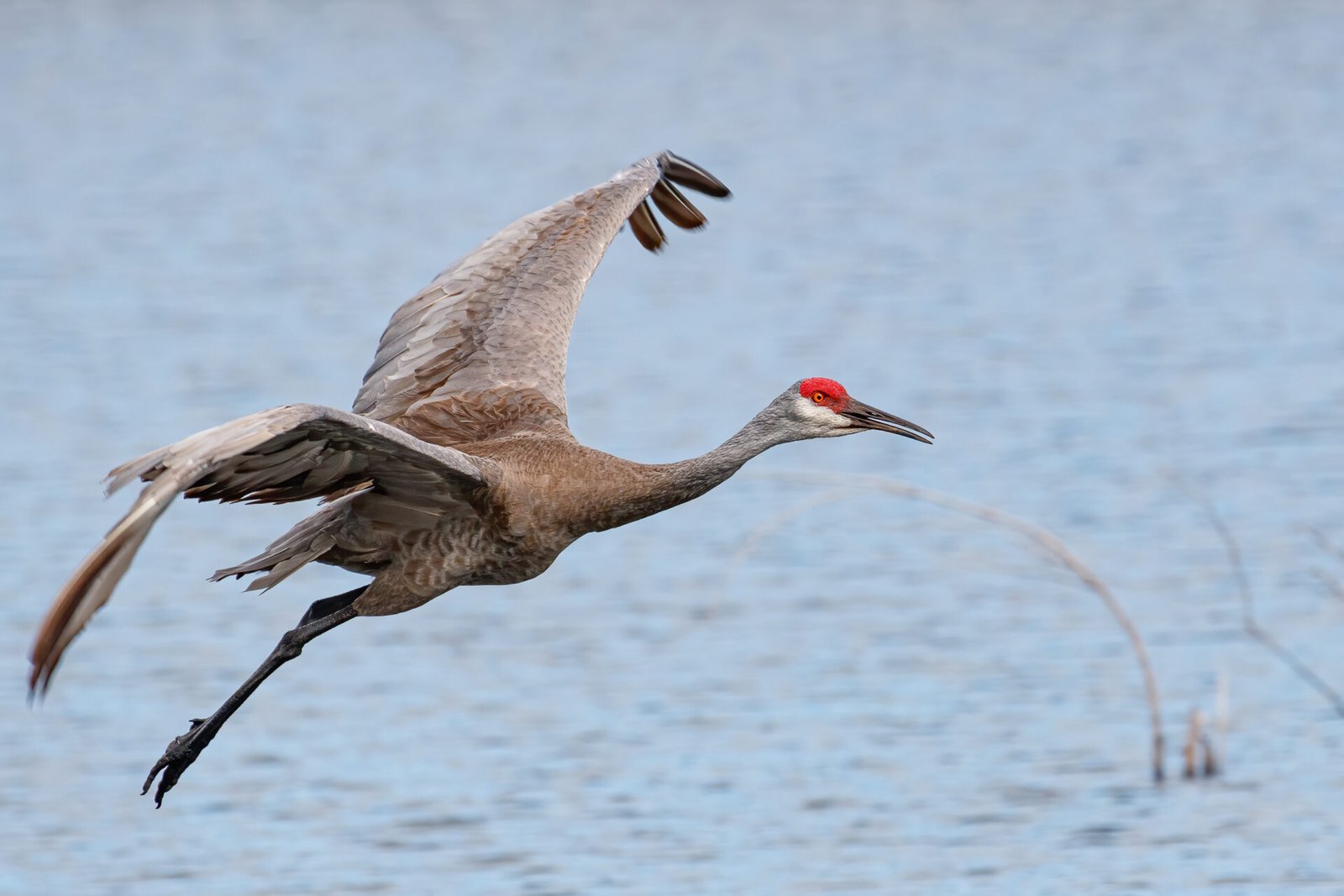 Sandhill Crane Glides In For Landing