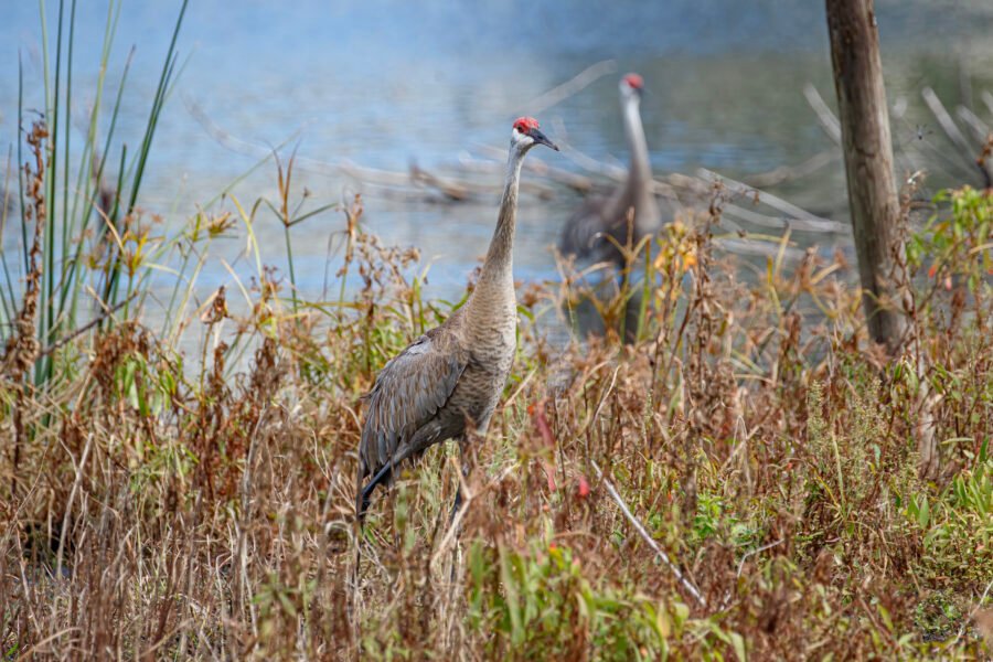 Sandhill Cranes In Grass Along Lake