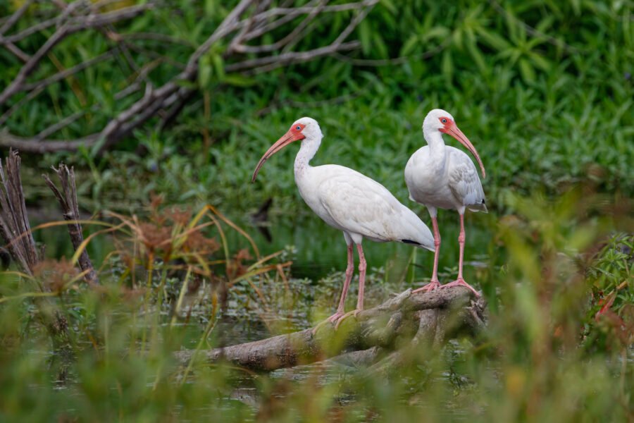 White Ibis On Tree Branch Along Water