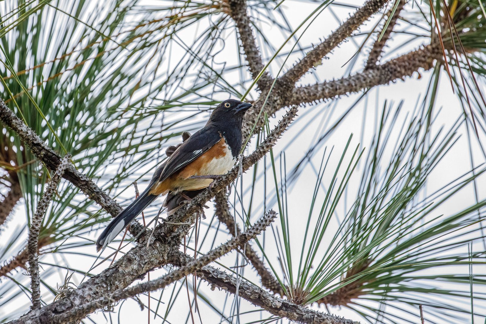 Eastern Towhee Resting In Pine Tree