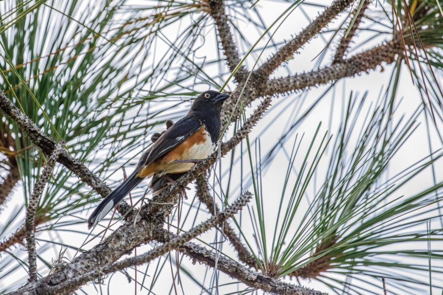 Eastern Towhee Resting In Pine Tree