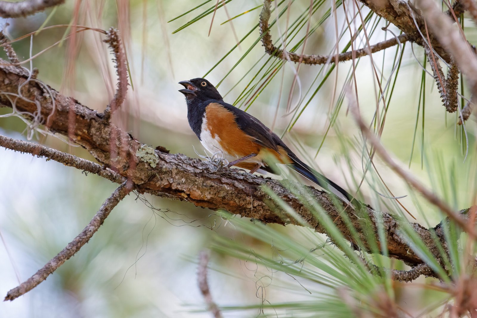 Eastern Towhee Singing In Pine Tree