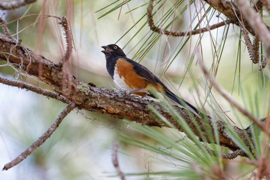 Eastern Towhee Singing In Pine Tree