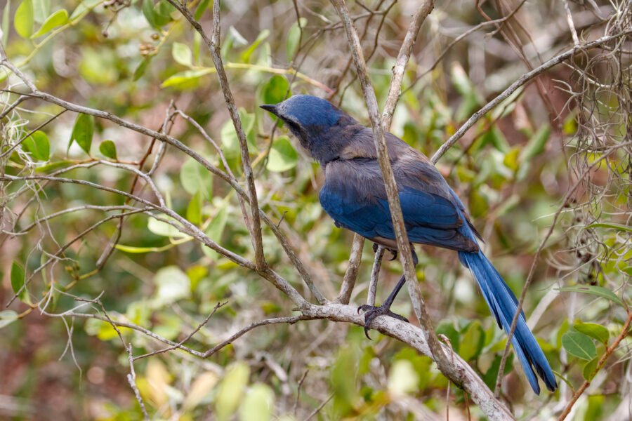 Florida Scrub Jay Looking Away In Scrub Oak Bush