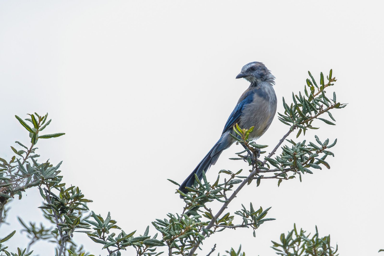 Florida Scrub Jay Perched On Top Of Scrub Oak