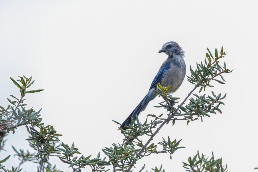 Florida Scrub Jay Perched On Top Of Scrub Oak