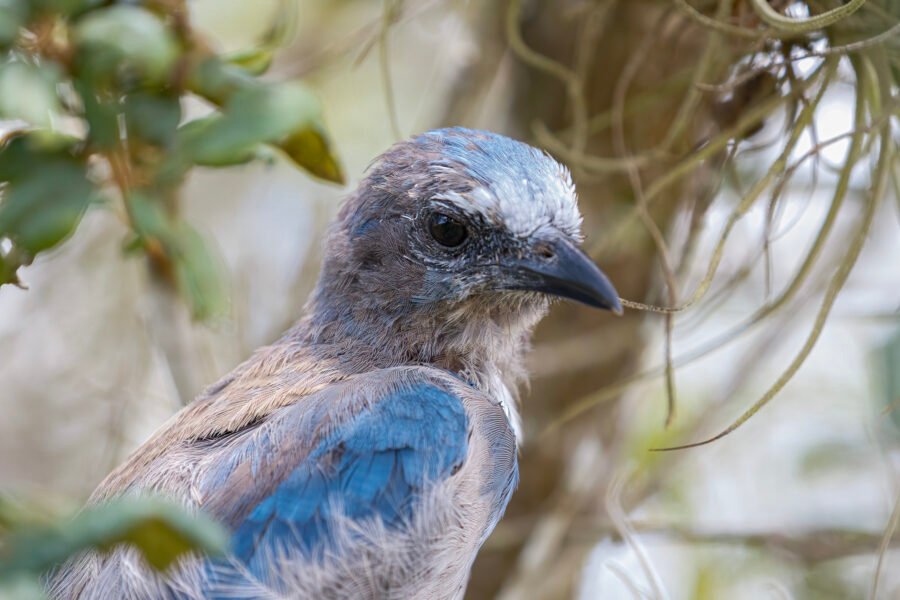 Juvenile Florida Scrub Jay Portrait