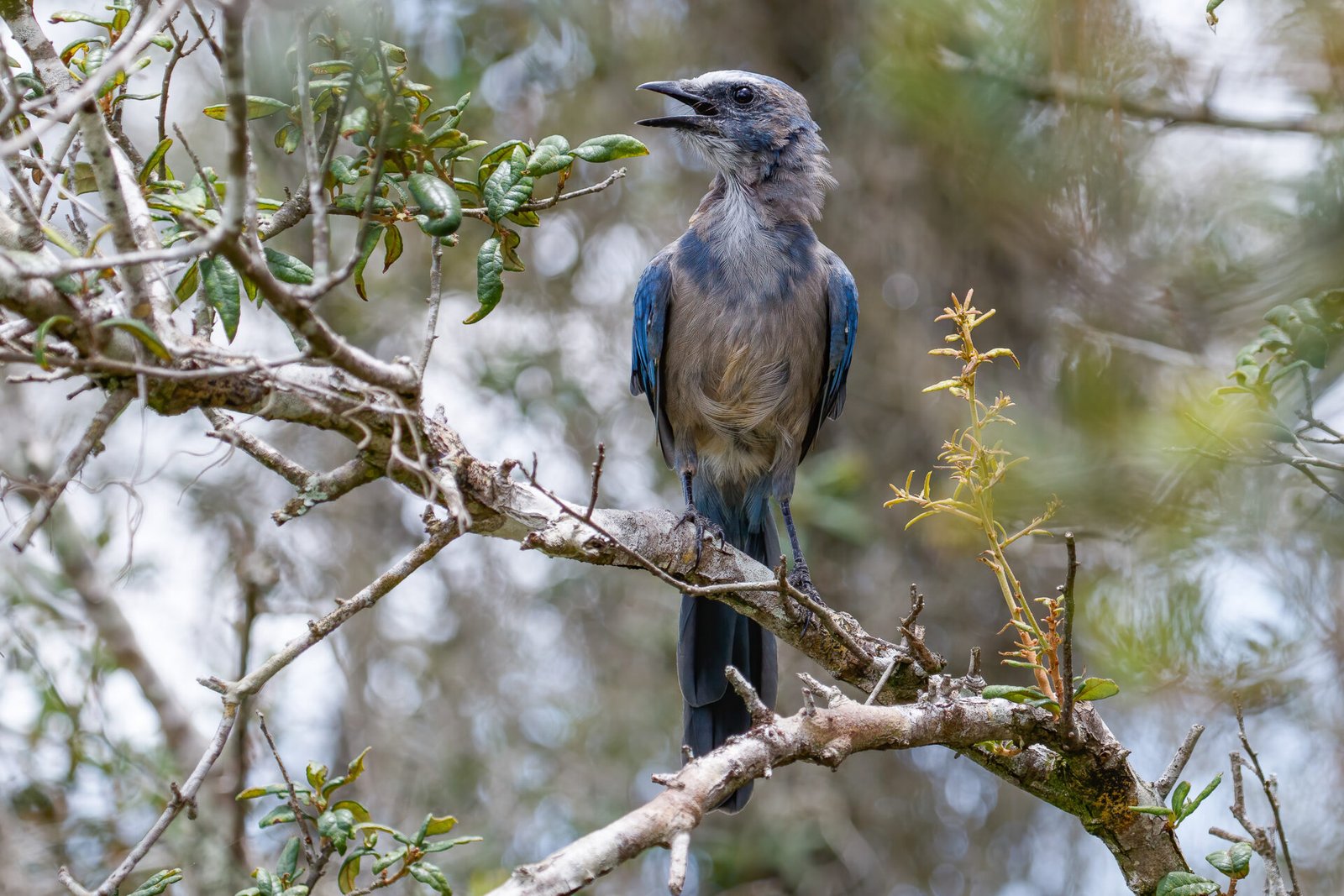 Juvenile Florida Scrub Jay Singing In Scrub Oak