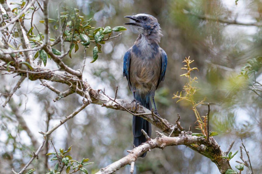 Juvenile Florida Scrub Jay Singing In Scrub Oak