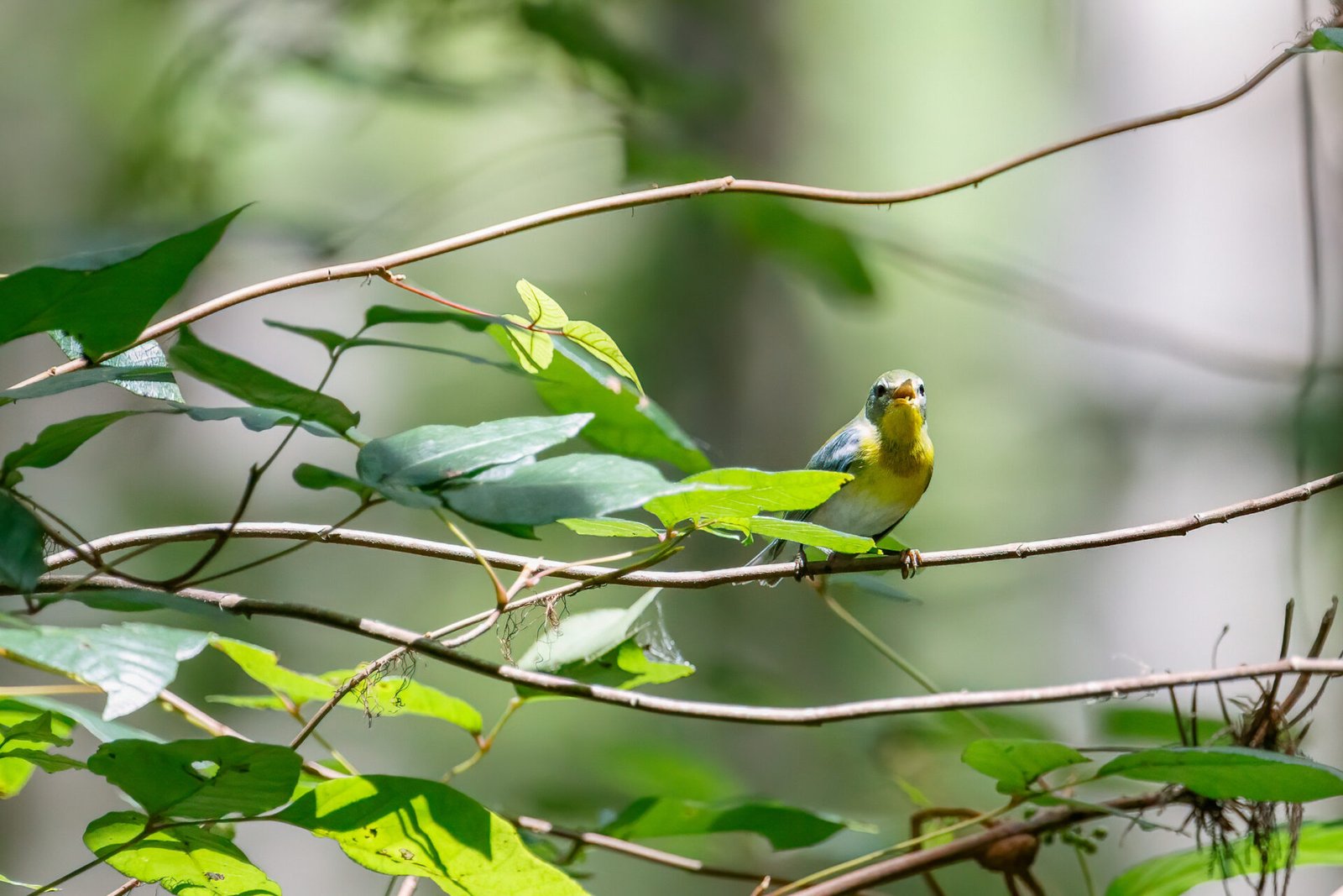Northern Parula Perched On Branch