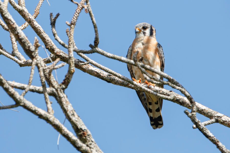 American Kestrel Sitting In Tree