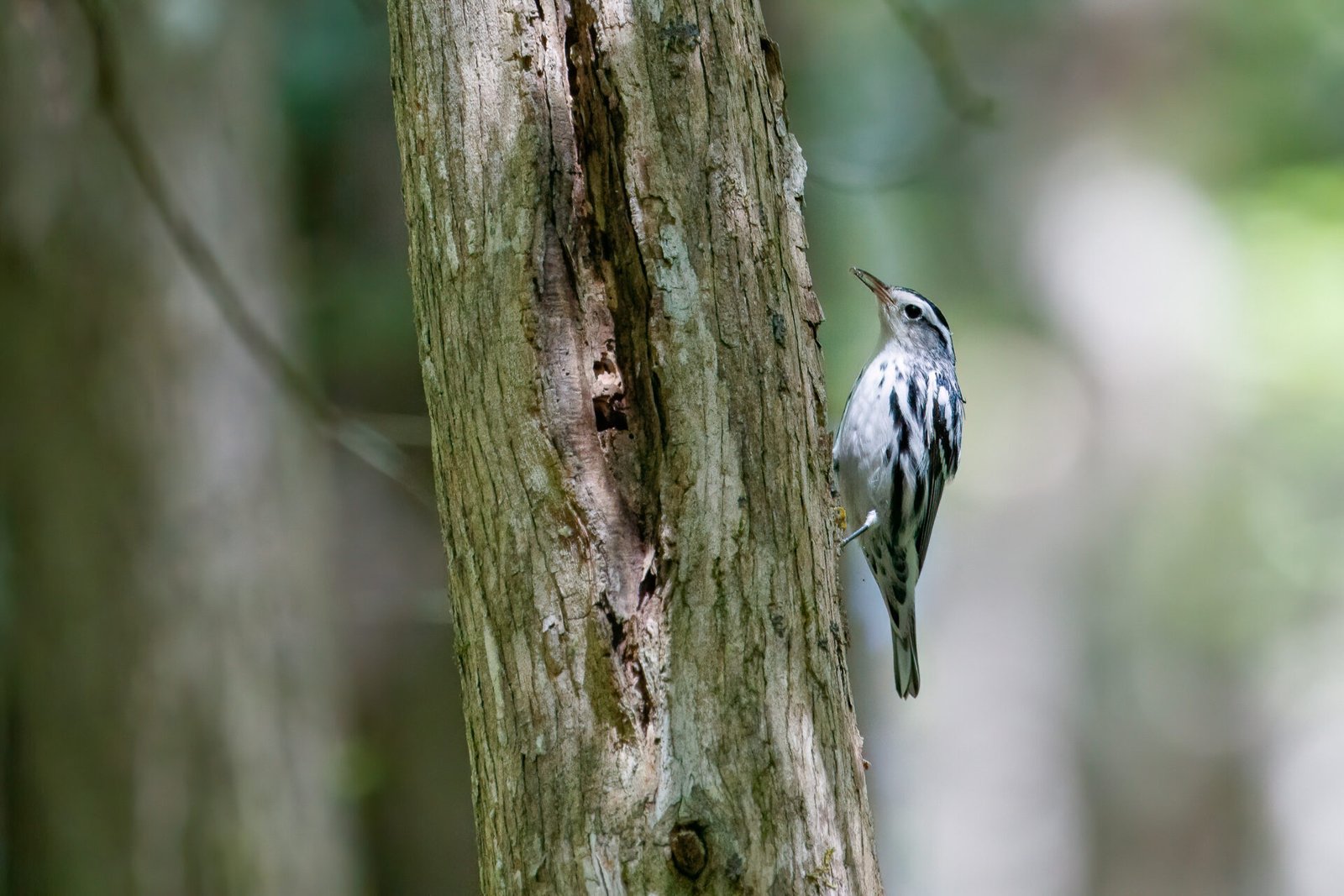 Black And White Warbler Eating Ant