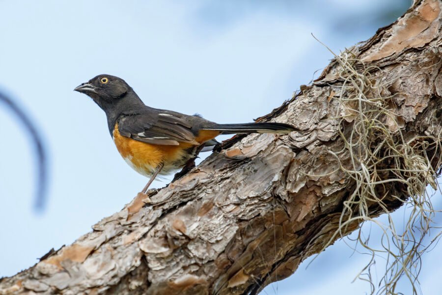 Eastern Towhee Hopping In Pine Tree