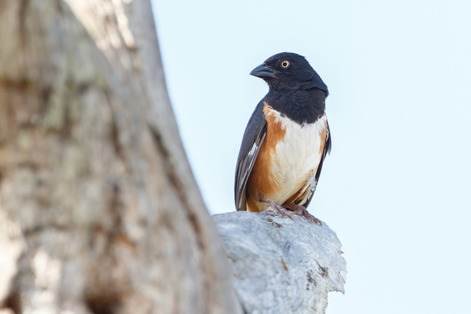 Eastern Towhee Perched On Top Of Dead Tree