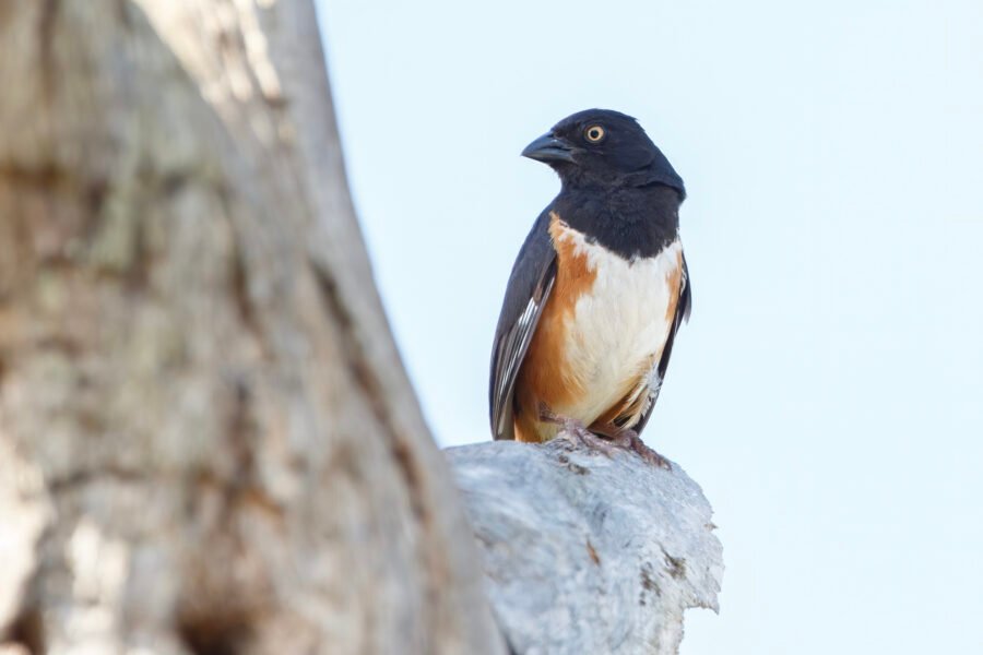 Eastern Towhee Perched On Top Of Dead Tree