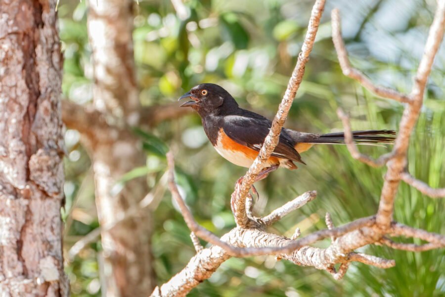 Eastern Towhee Singing In Tree In Shade
