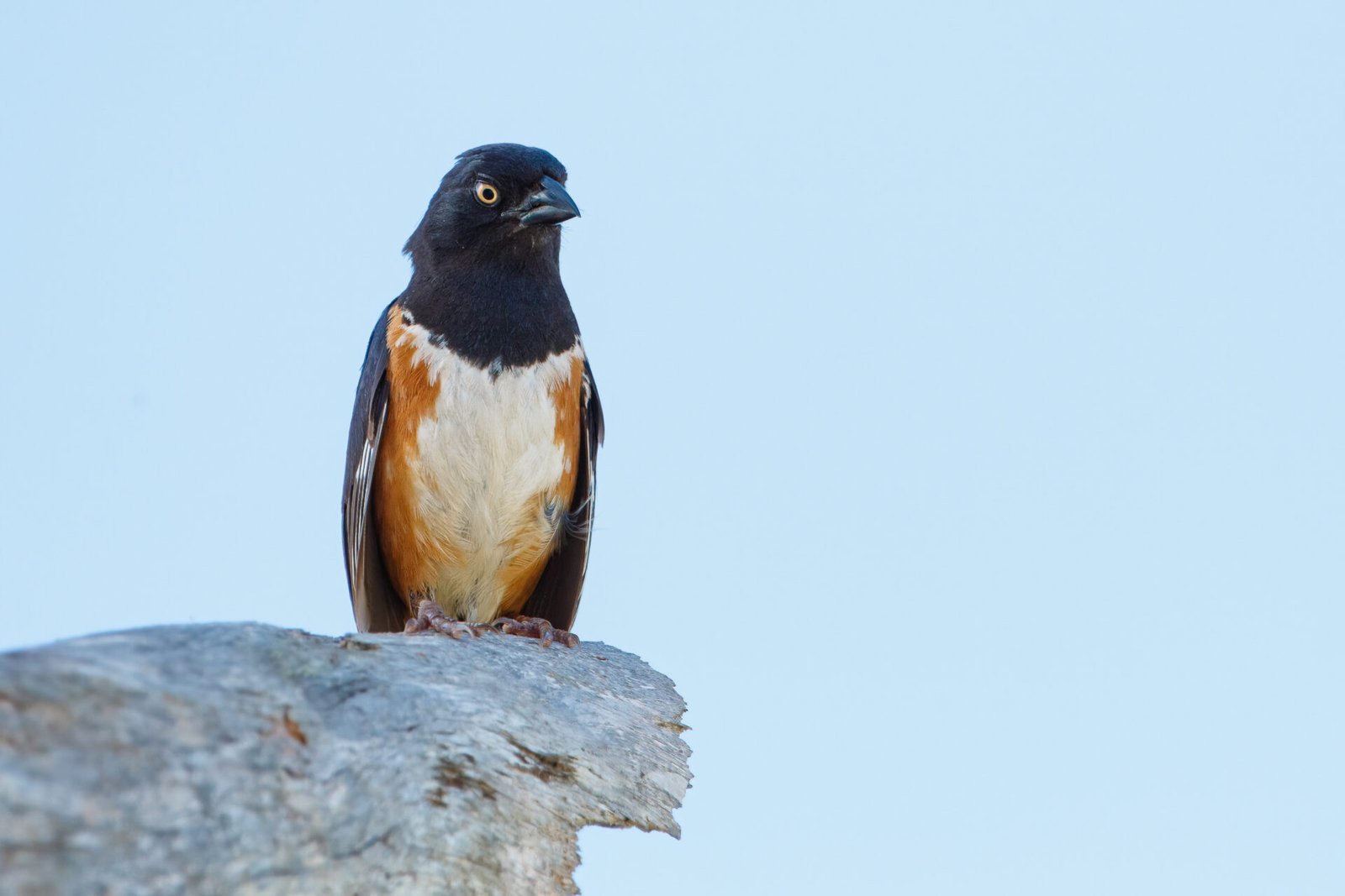Eastern Towhee Sitting In Top Of Dead Tree