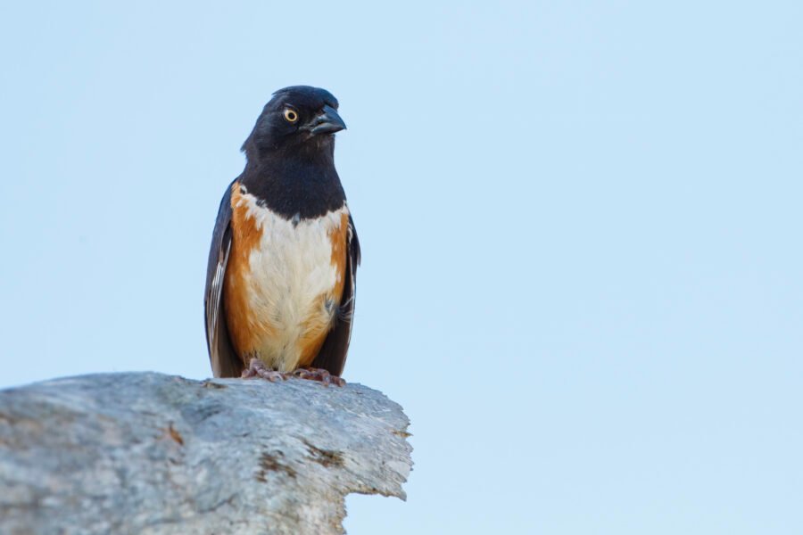 Eastern Towhee Sitting In Top Of Dead Tree
