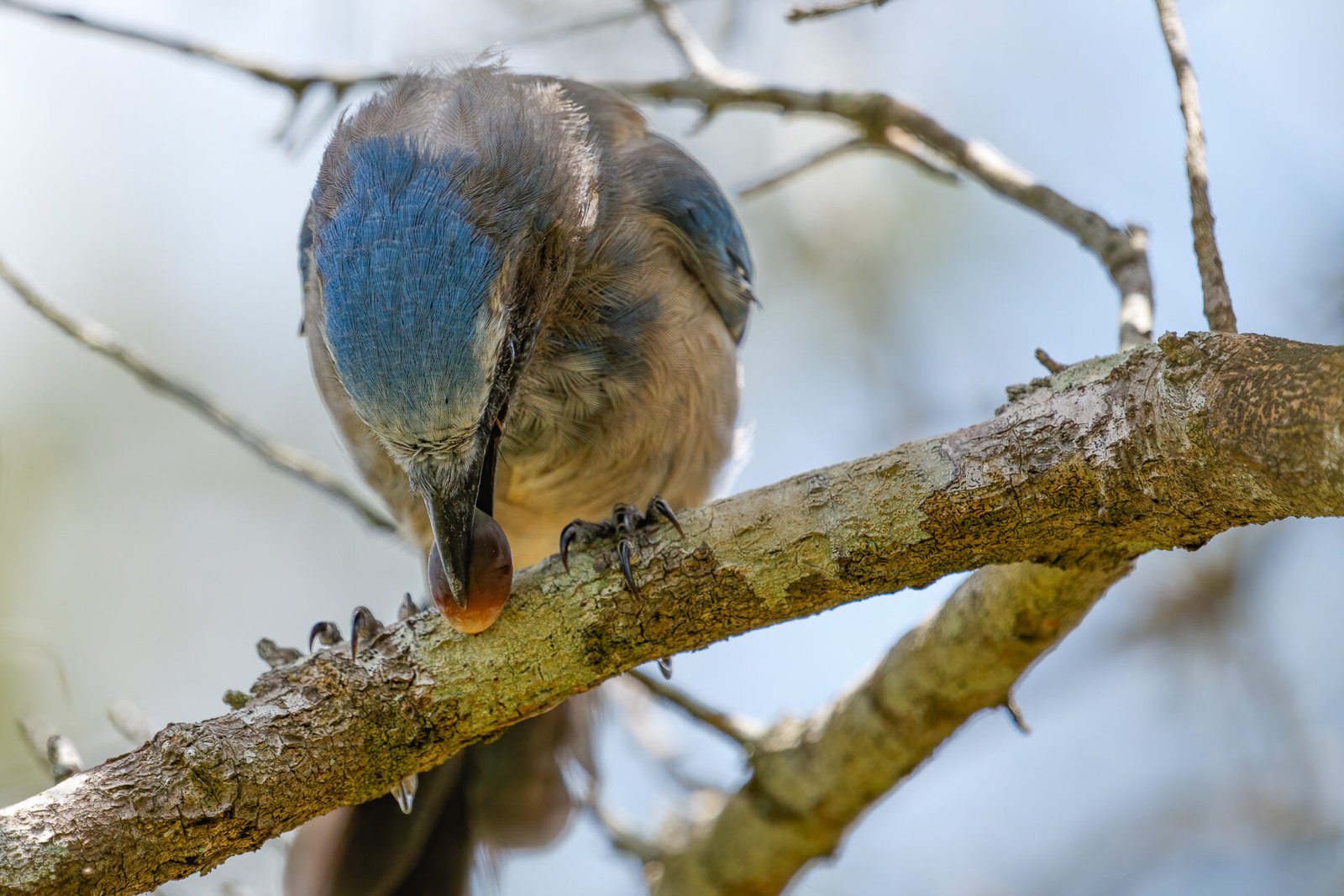 Florida Scrub Jay Eating Acorn