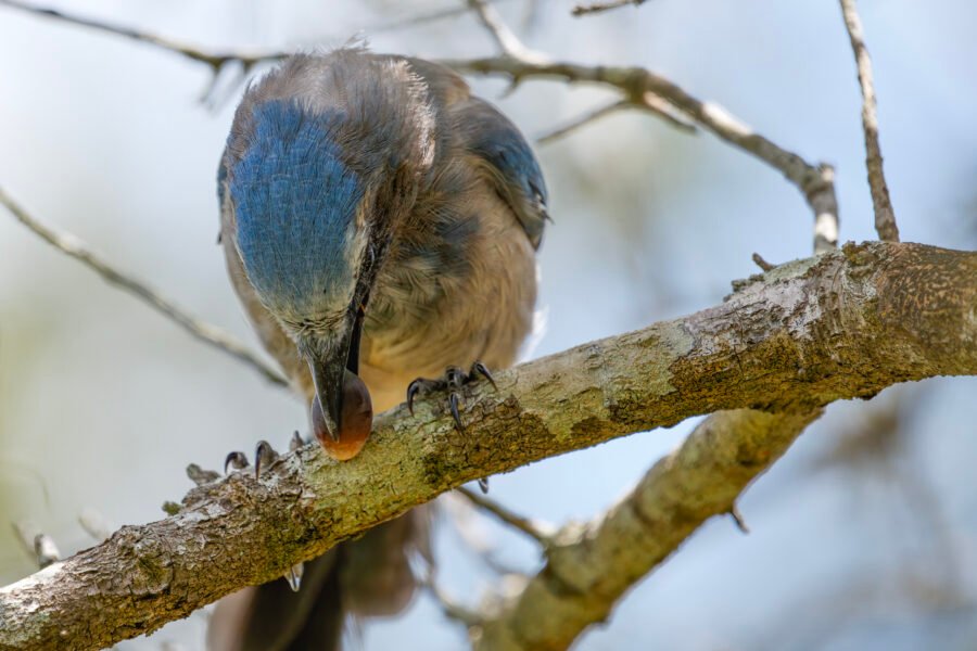 Florida Scrub Jay Eating Acorn