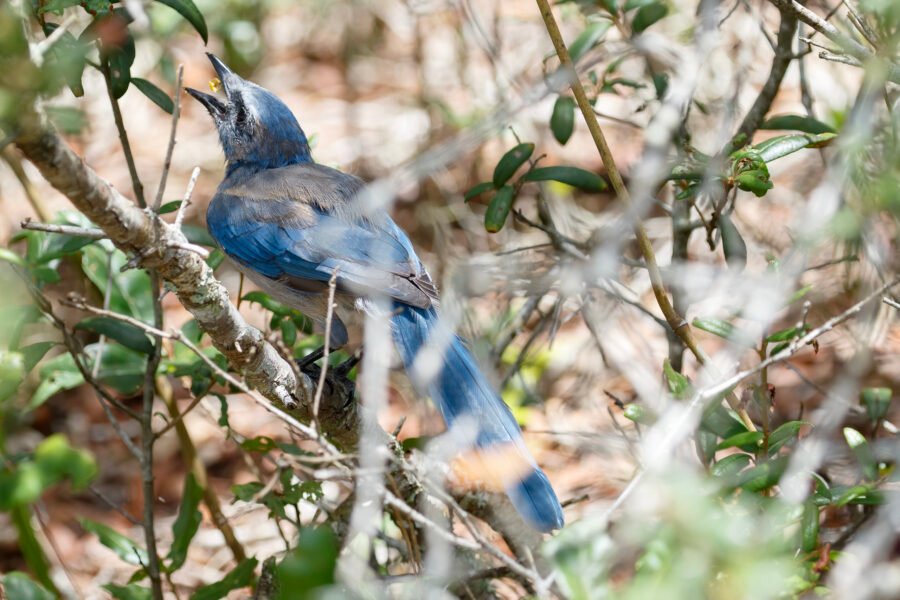 Florida Scrub Jay Eating Acorn Heart