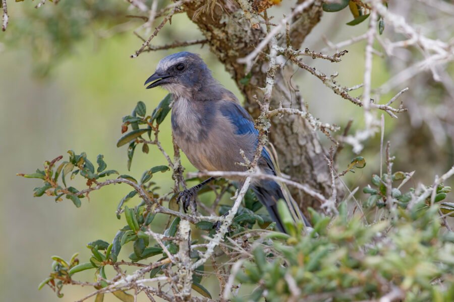 Florida Scrub Jay Looking Out From Scrub Brush