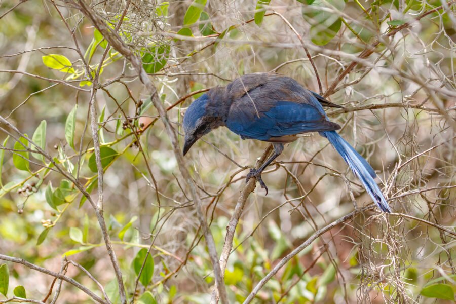 Florida Scrub Jay Lookng On Ground Below Scrub Oak