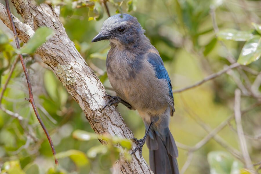 Florida Scrub Jay Sitting In Scrub Oak Bush