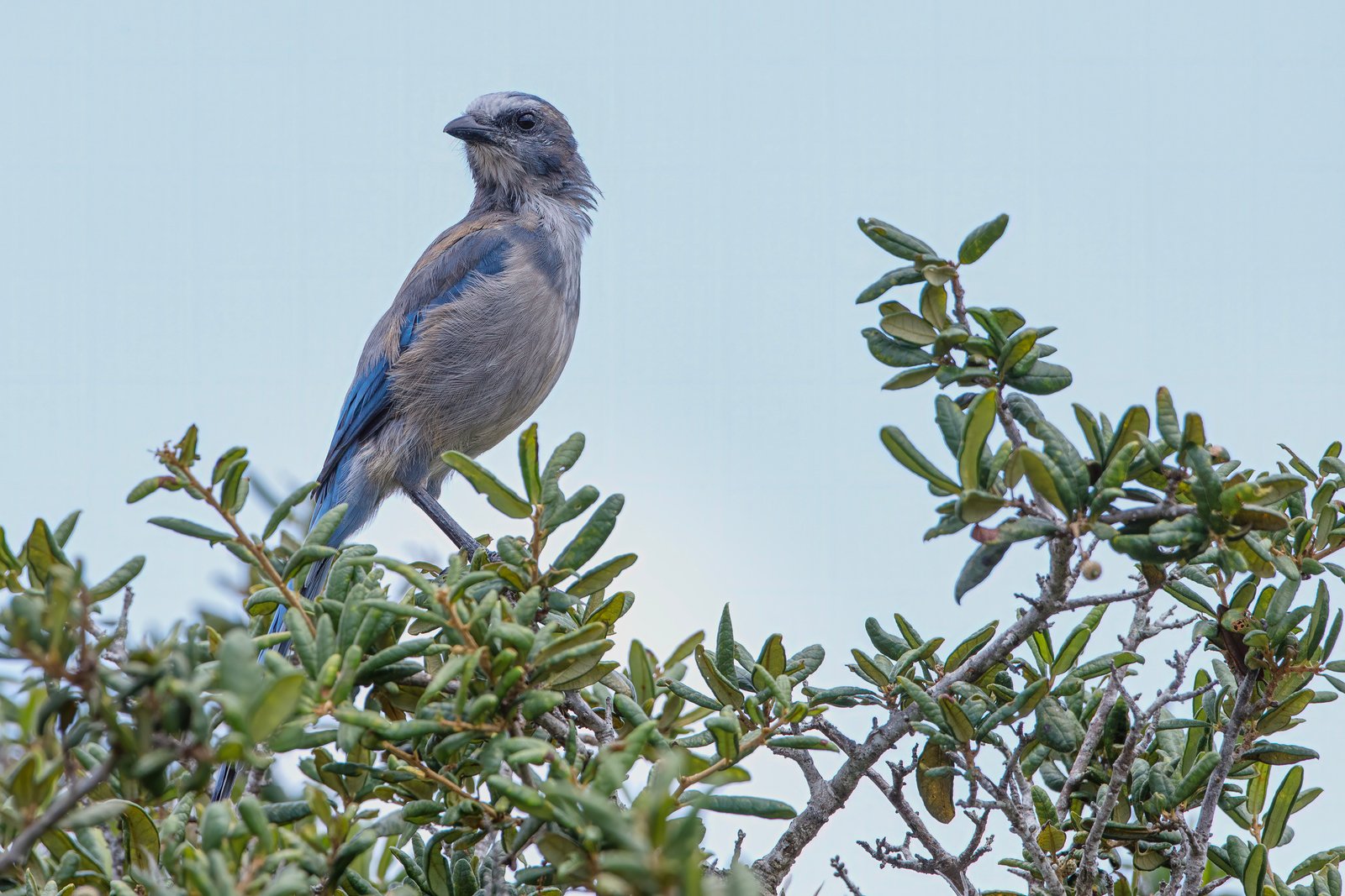 Florida Scrub Jay Watching From Top Of Shrub