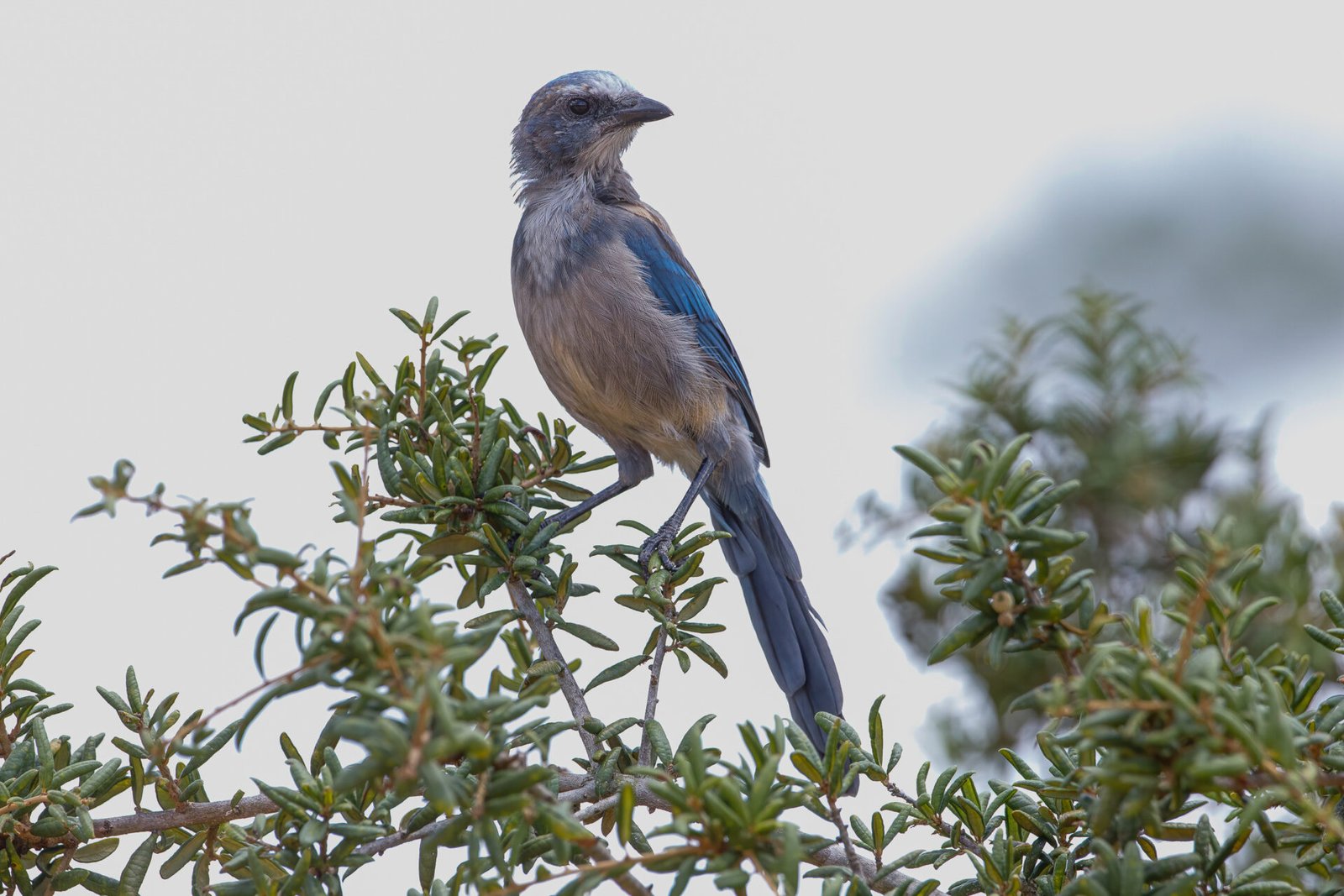 Juvenile Florida Scrub Jay Sitting On Top Of Scrub Oak