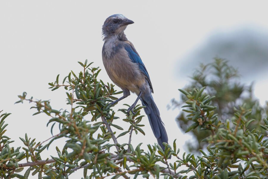 Juvenile Florida Scrub Jay Sitting On Top Of Scrub Oak