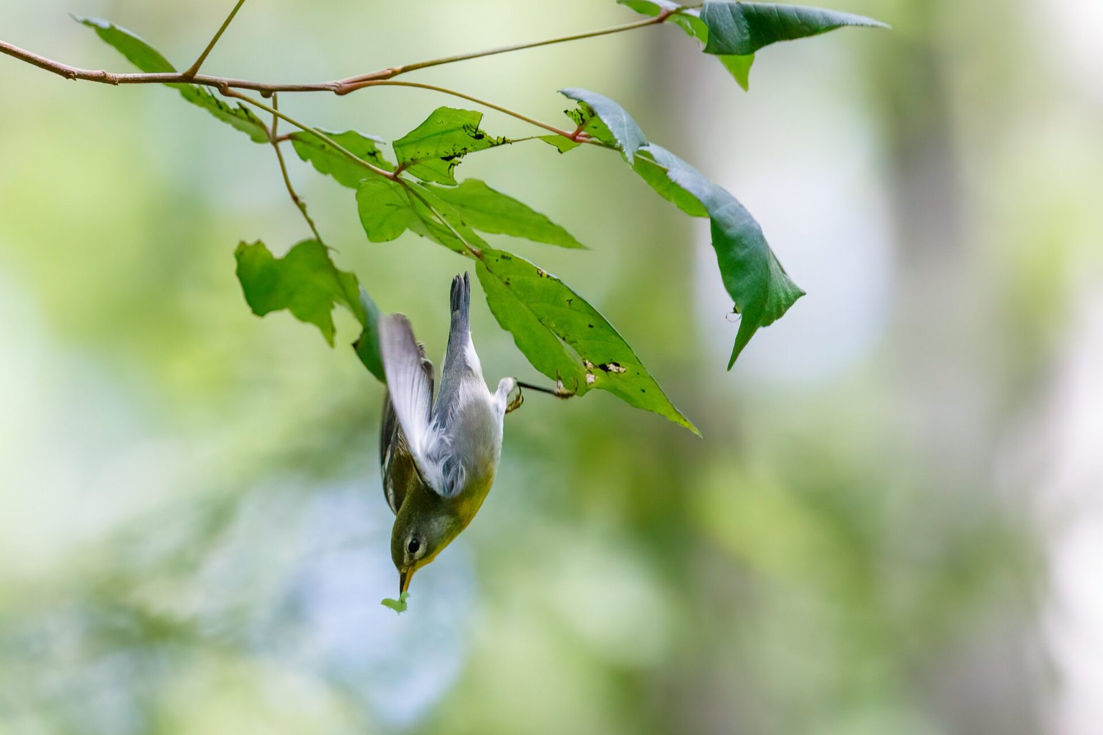 Northern Parula Hopping From Branch With Worm