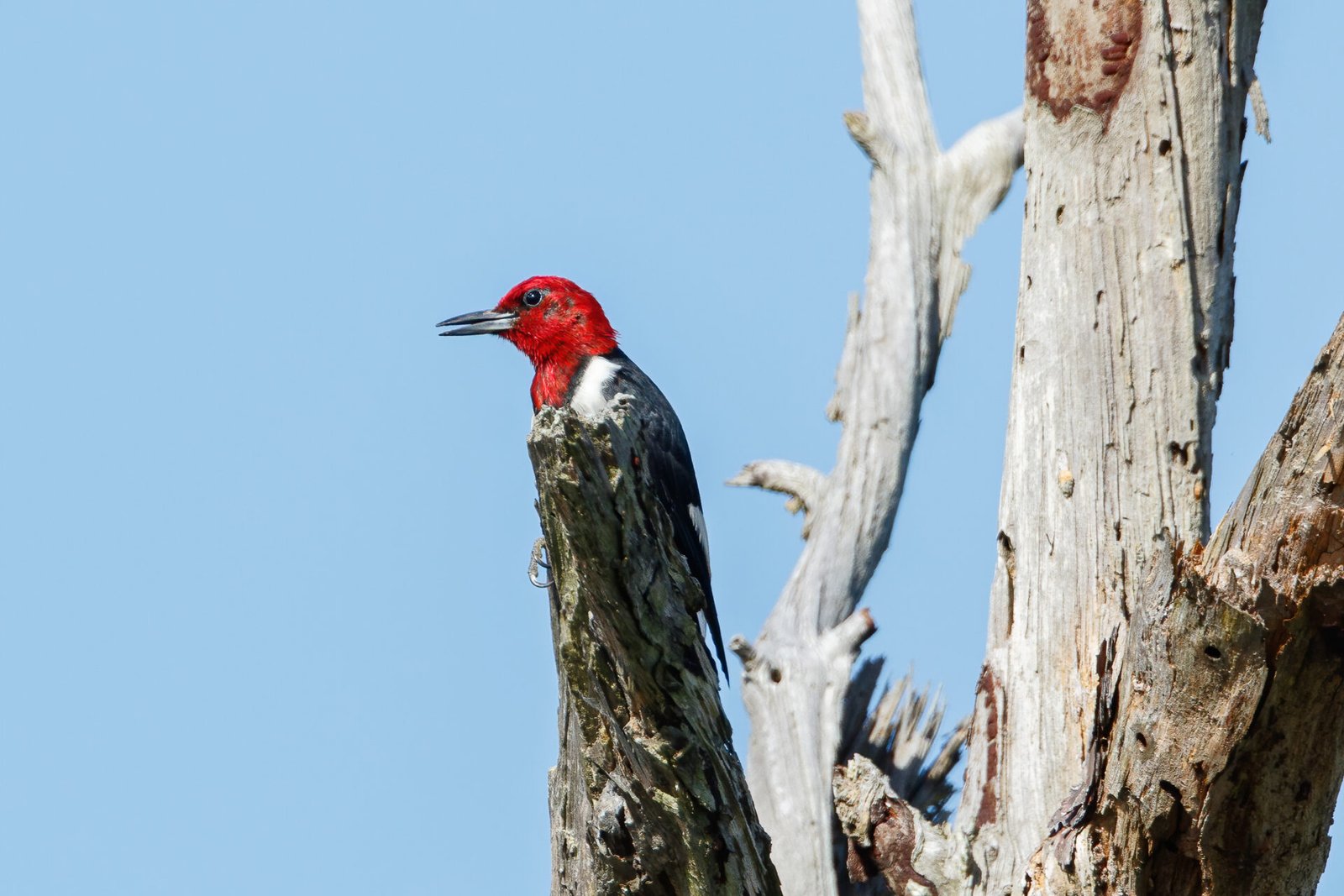 Red Headed Woodpecker At Top Of Oak Branch