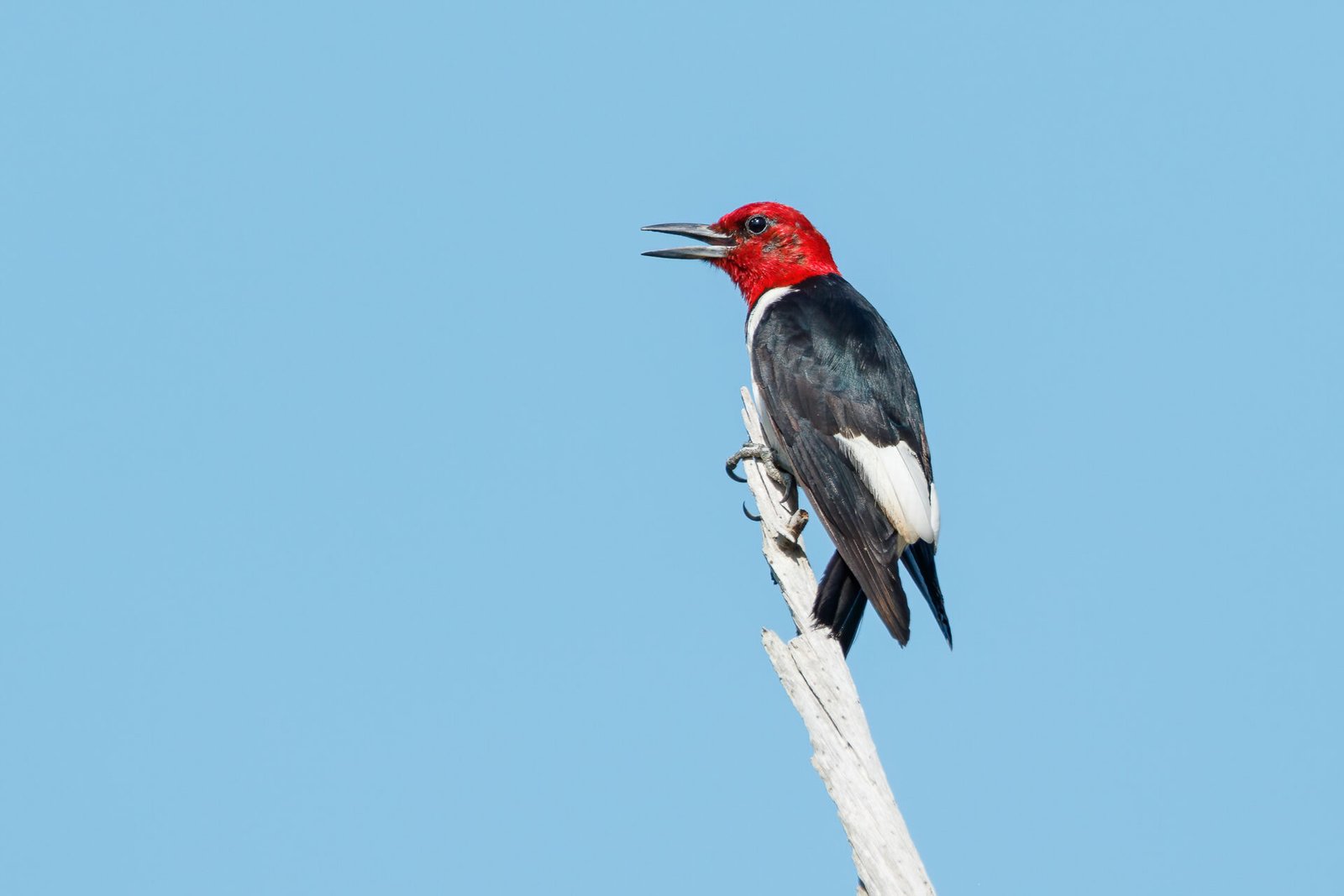 Red Headed Woodpecker Calling From End Of Oak Tree