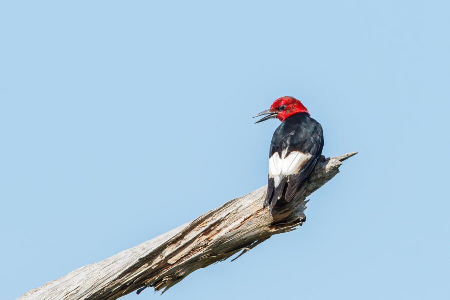 Red Headed Woodpecker Looking Back On Oak Tree