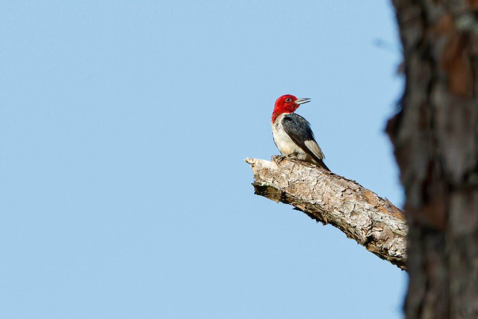 Red Headed Woodpecker Looking Back On Pine Tree